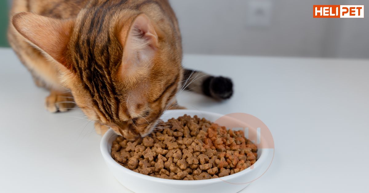 Cách cho mèo ăn hạt không bị sỏi thận