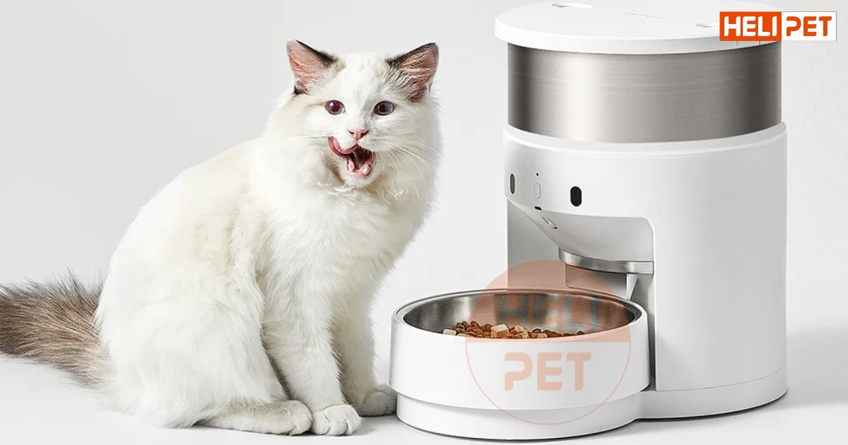 Cách cho mèo ăn hạt không bị sỏi thận