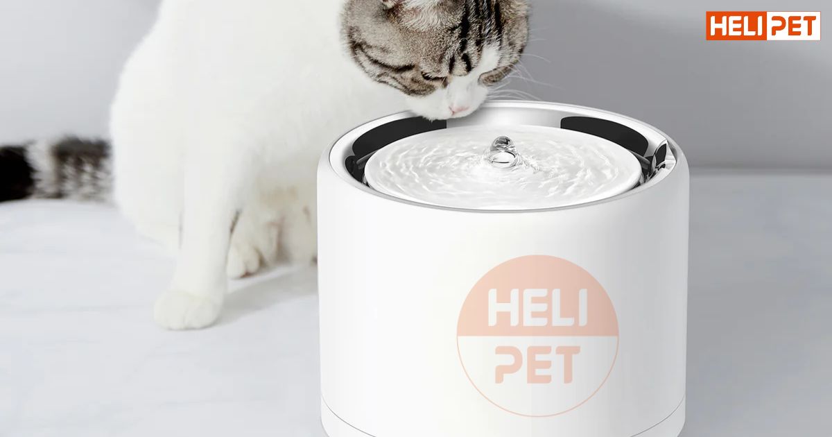 Cách cho mèo ăn hạt không bị sỏi thận