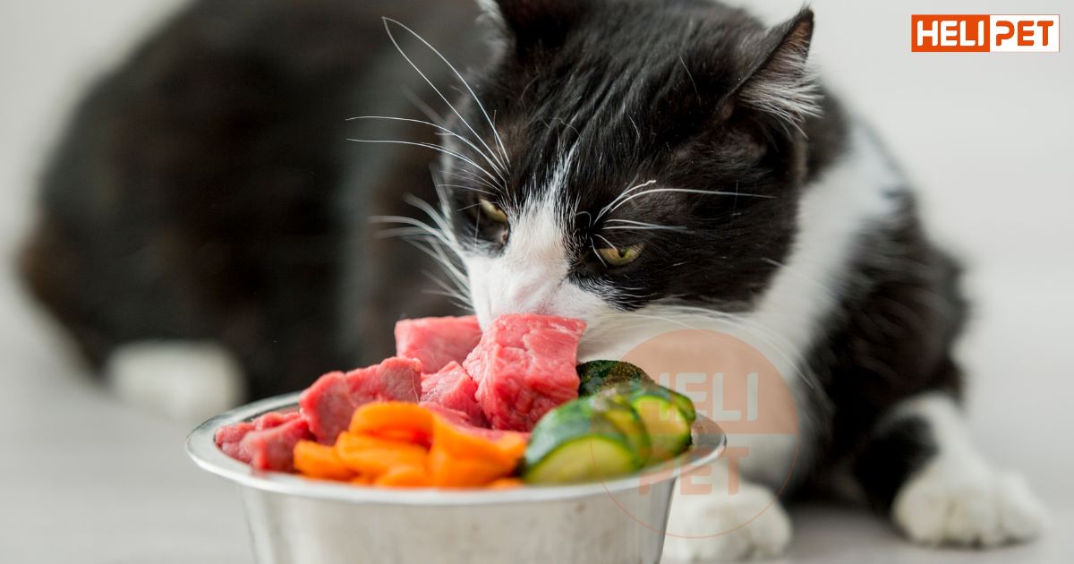 Cách cho mèo ăn hạt không bị sỏi thận