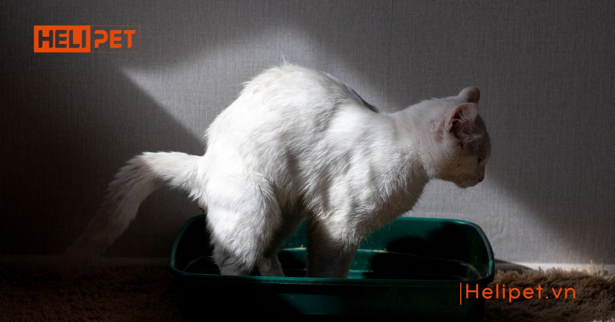 cách cho mèo đi vệ sinh vào cát