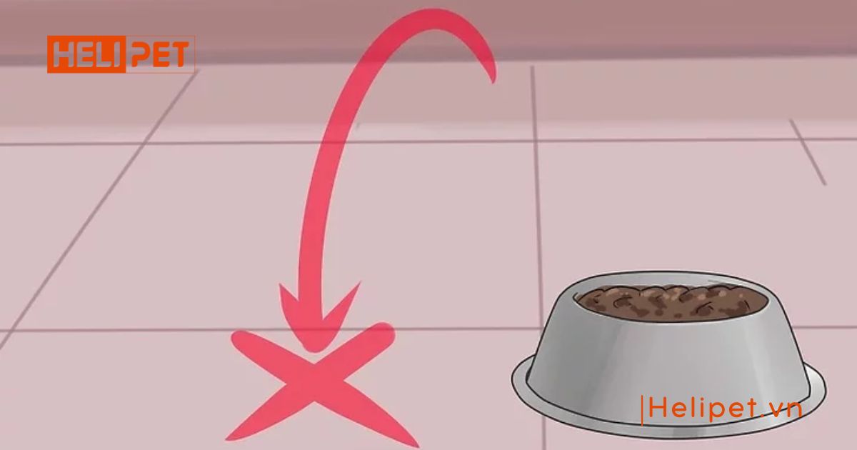 cách cho mèo đi vệ sinh vào cát