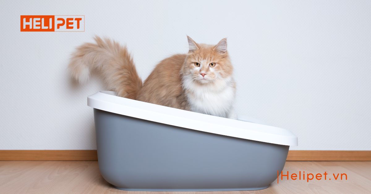 cách cho mèo đi vệ sinh vào cát