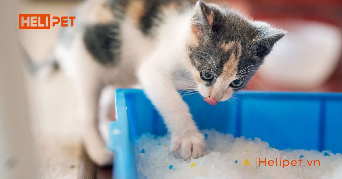 cách cho mèo đi vệ sinh vào cát