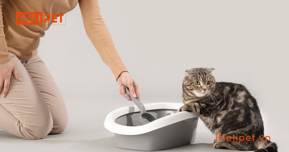 cách cho mèo đi vệ sinh vào cát