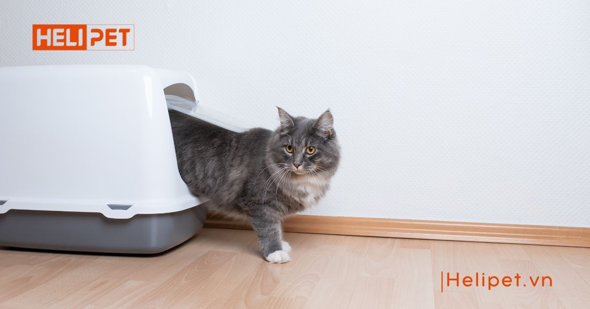 cách cho mèo đi vệ sinh vào cát