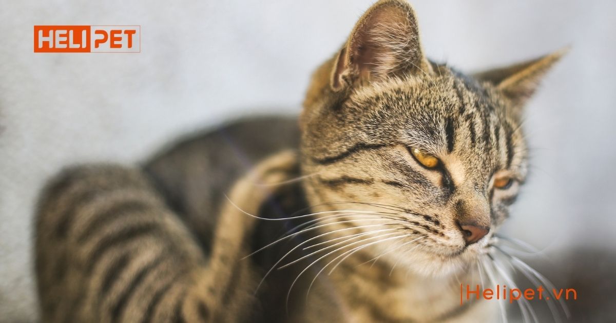 cách chữa mèo bị ghẻ