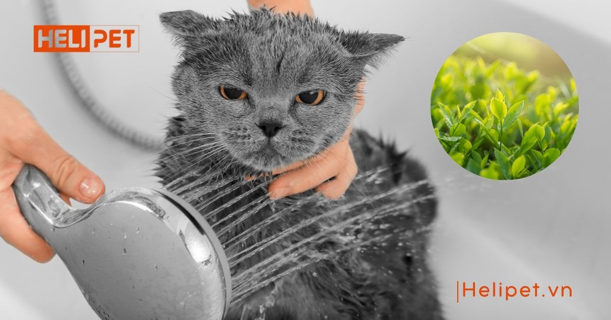 cách chữa mèo bị ghẻ