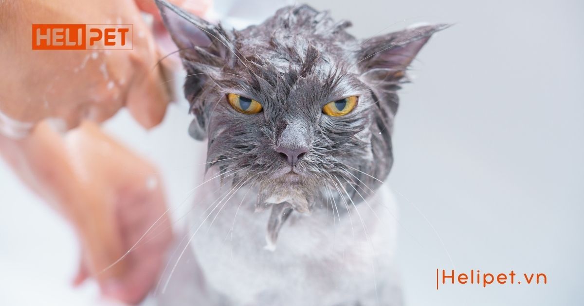 cách chữa mèo bị ghẻ