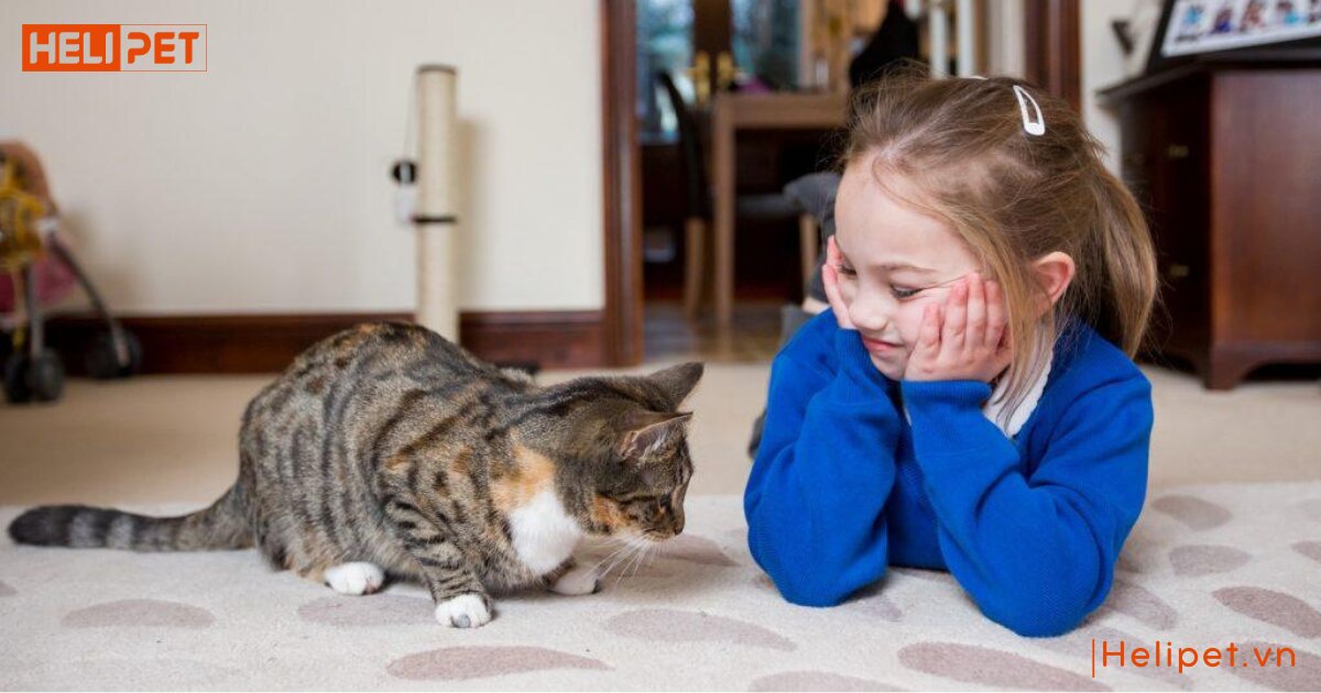 cách chữa mèo bị trầm cảm