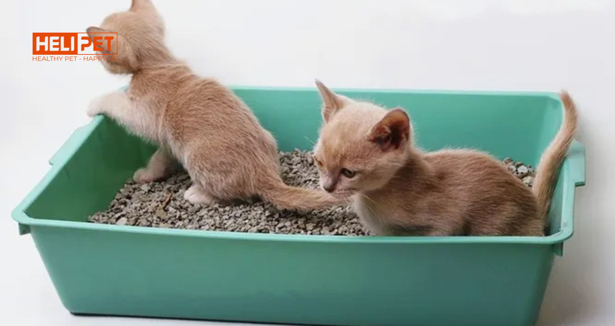 “Mèo đi sai chỗ không phải do ‘hư’ – mà do bạn chưa setup đúng.
