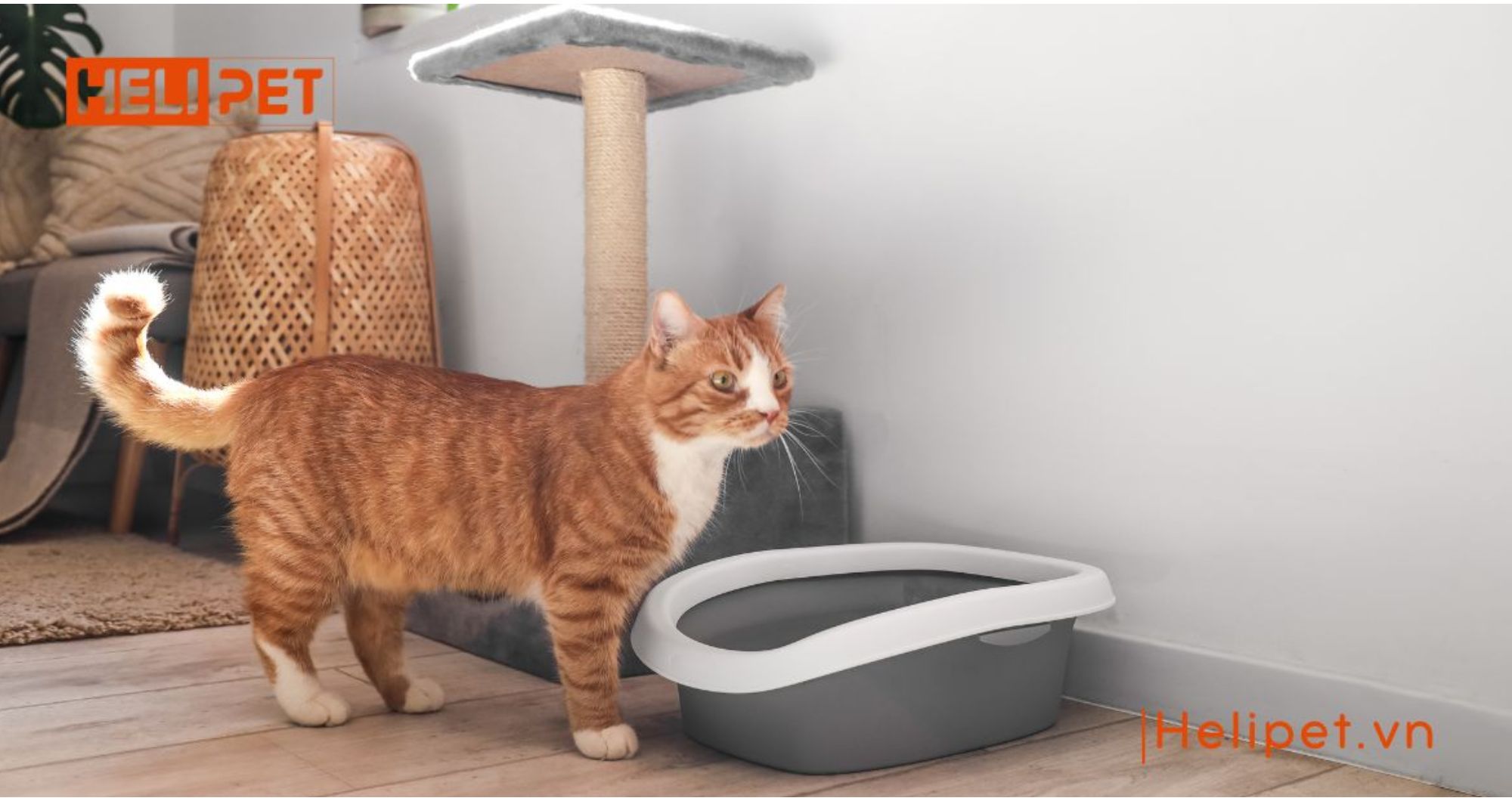 Đặt sai chỗ, mèo sẽ tự tìm chỗ khác