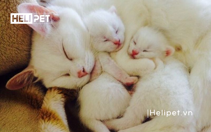 Cách đỡ đẻ cho mèo tại nhà an toàn và hiệu quả