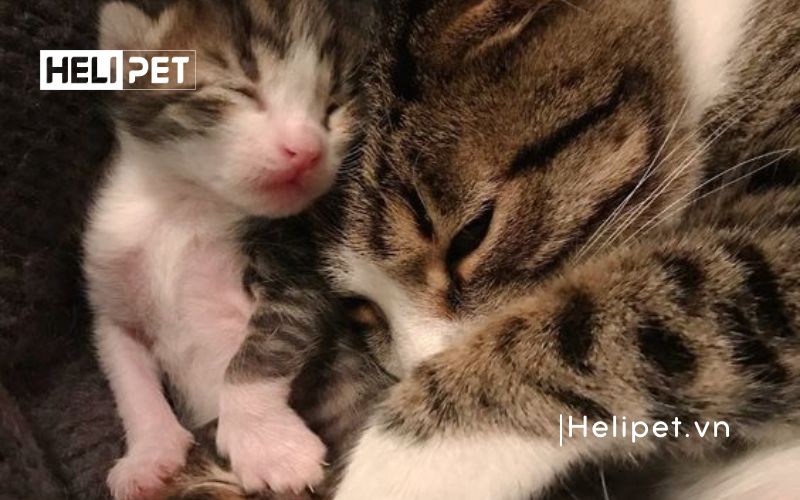 Cách đỡ đẻ cho mèo tại nhà an toàn và hiệu quả