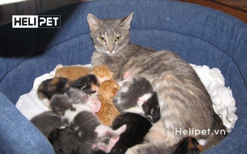 Cách đỡ đẻ cho mèo tại nhà an toàn và hiệu quả