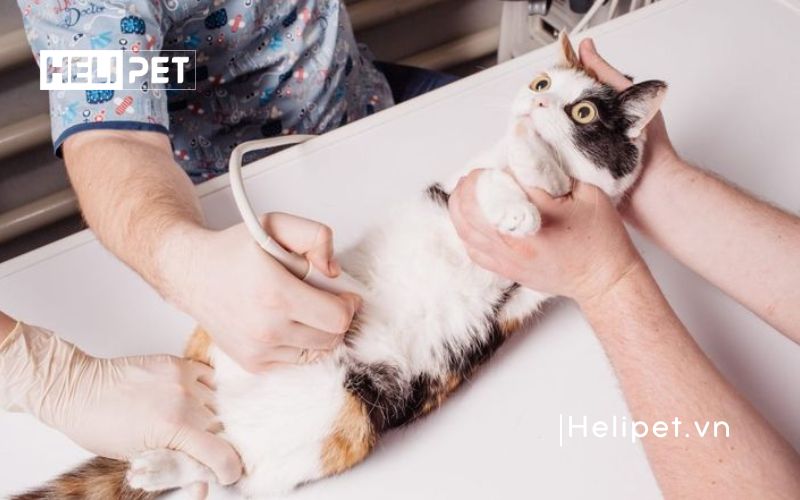 Cách đỡ đẻ cho mèo tại nhà an toàn và hiệu quả