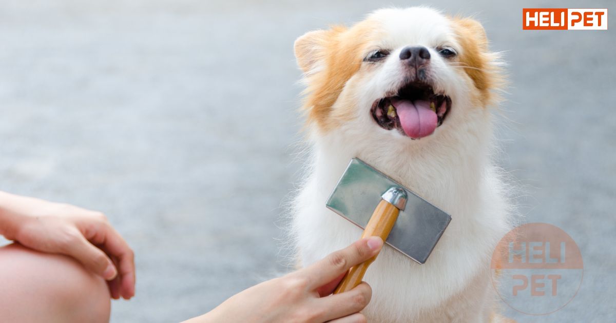 Cách dùng sữa tắm khô cho chó