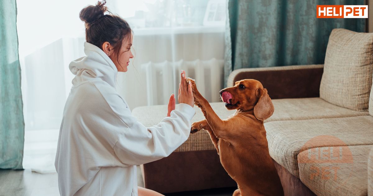 Cách dùng sữa tắm khô cho chó