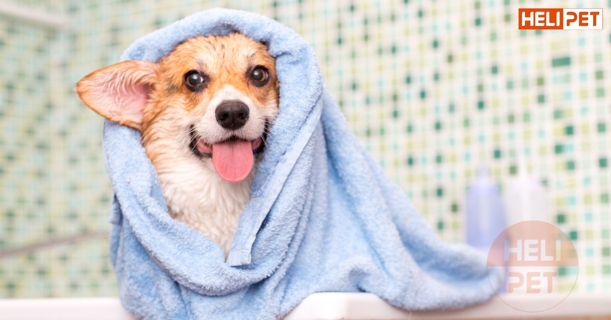 Cách dùng sữa tắm khô cho chó