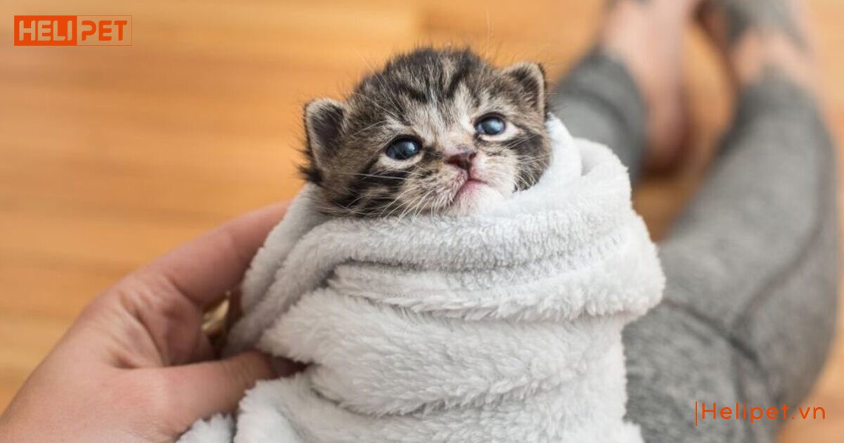 cách dùng sữa tắm khô cho mèo