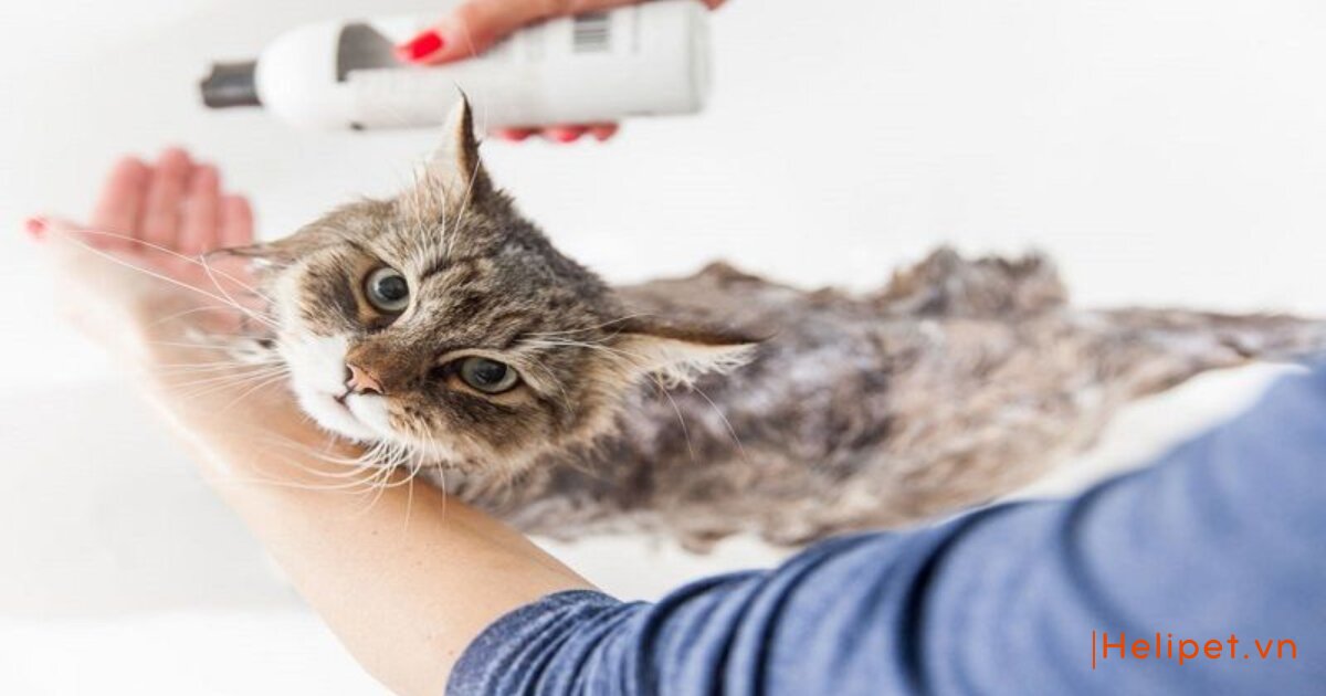 cách dùng sữa tắm khô cho mèo