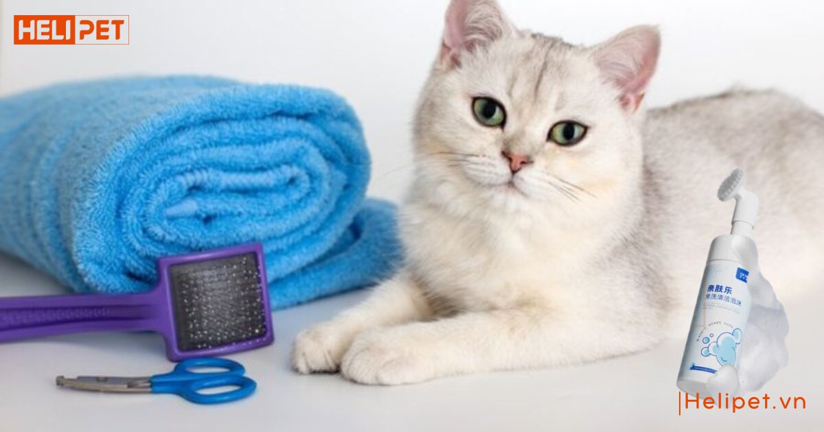 cách dùng sữa tắm khô cho mèo