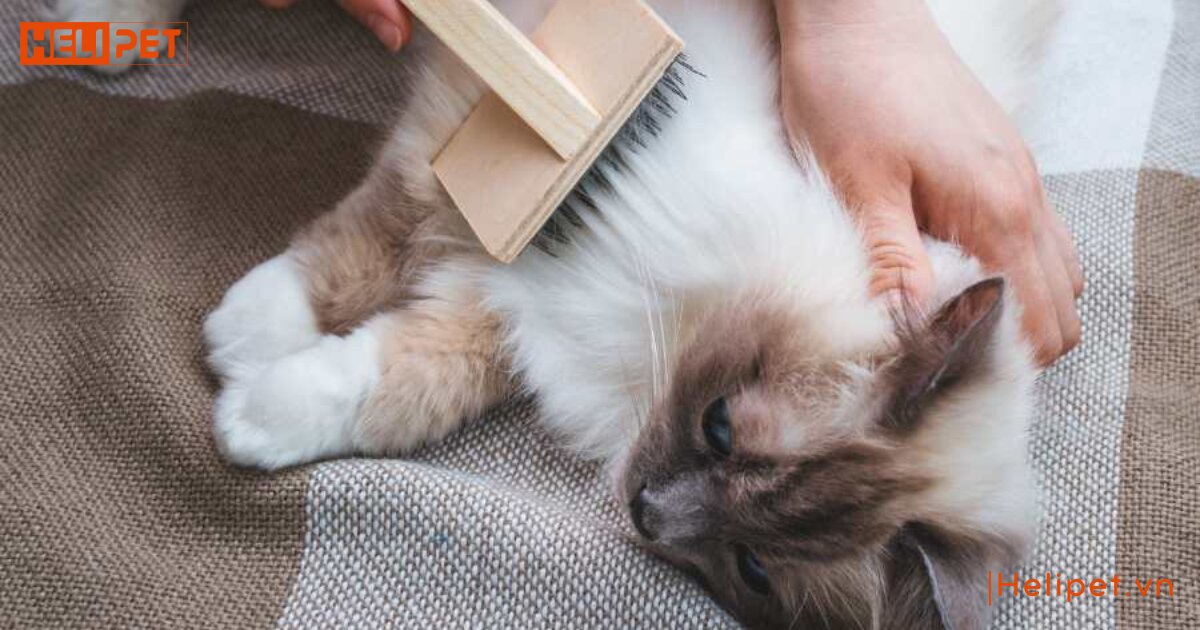 cách dùng sữa tắm khô cho mèo