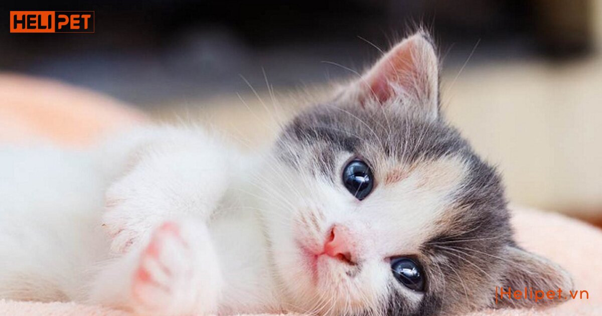 cách dùng sữa tắm khô cho mèo