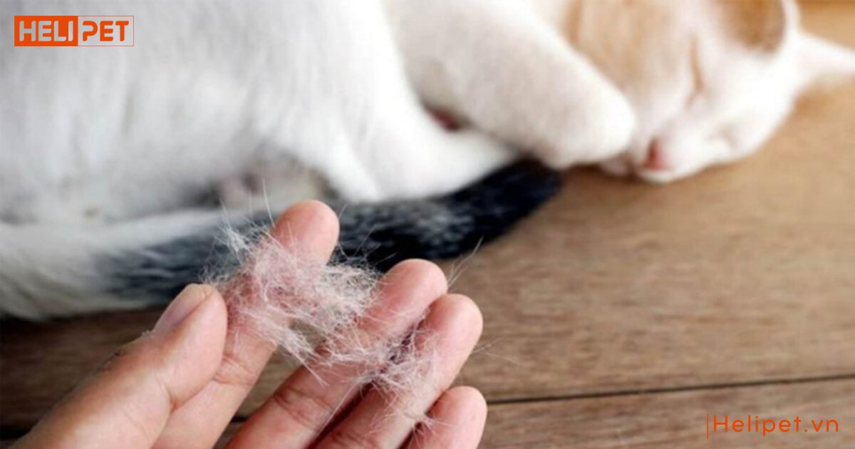 Cách giảm rụng lông mèo