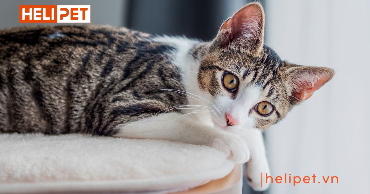 cách giúp mèo cái hết gào đực