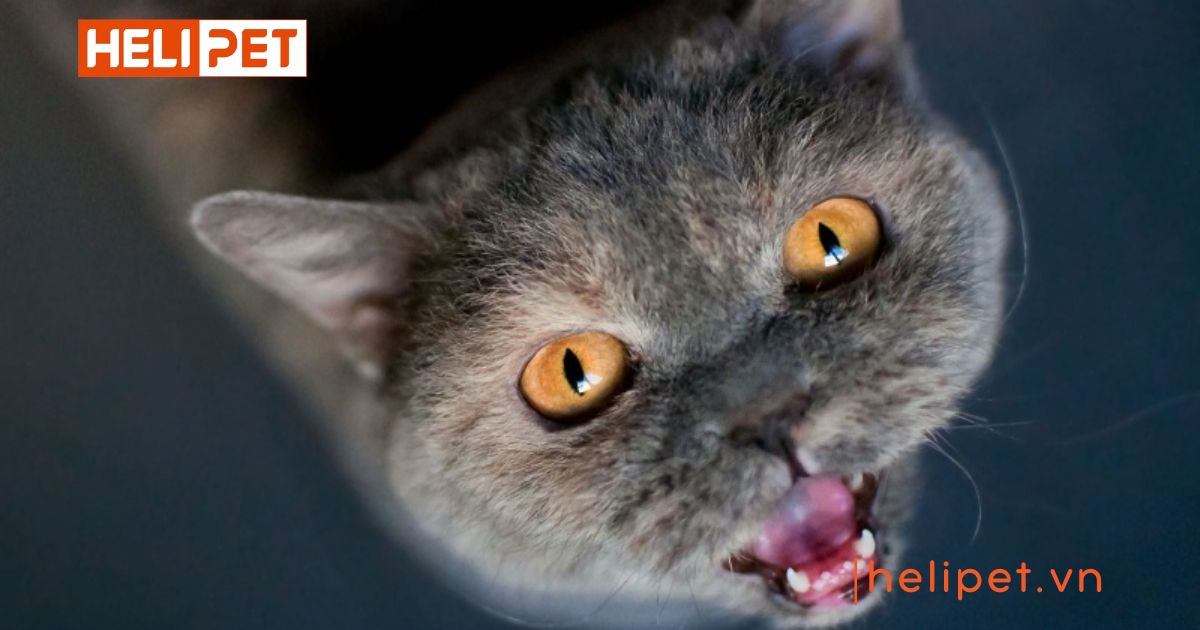 cách giúp mèo cái hết gào đực