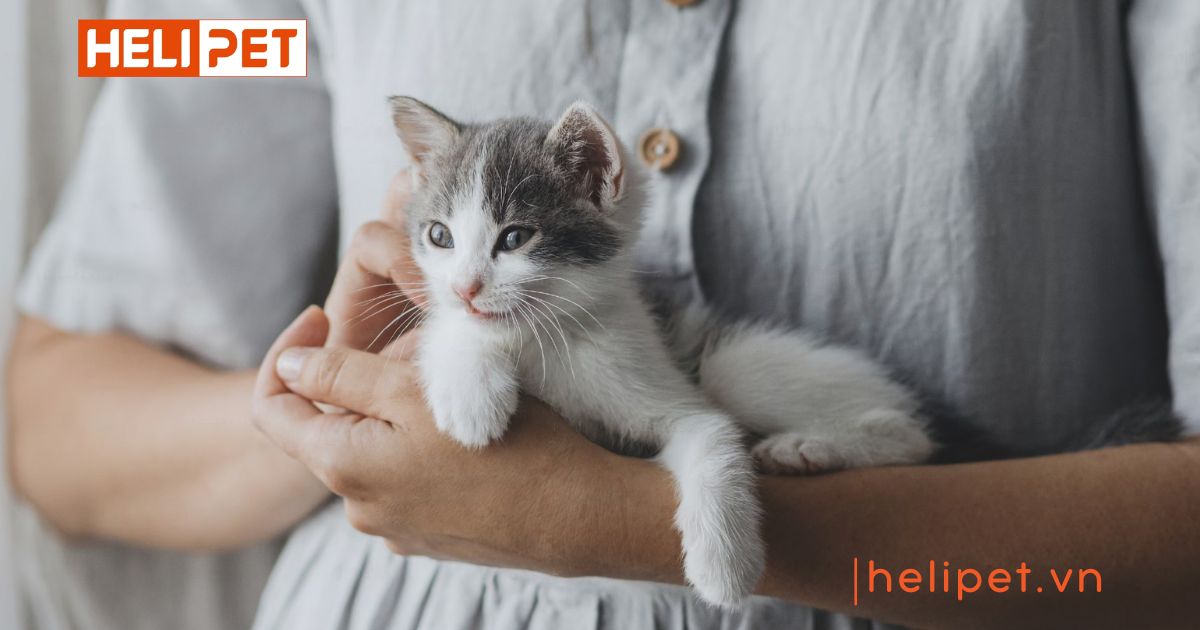 cách giúp mèo cái hết gào đực