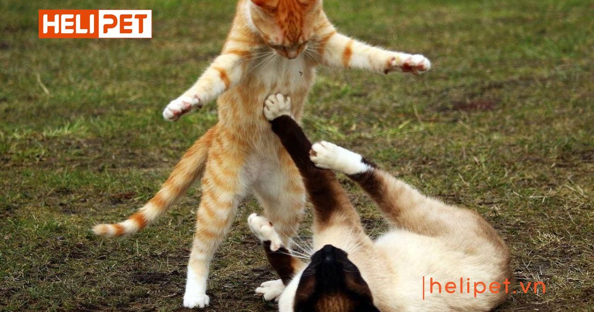 cách giúp mèo cái hết gào đực