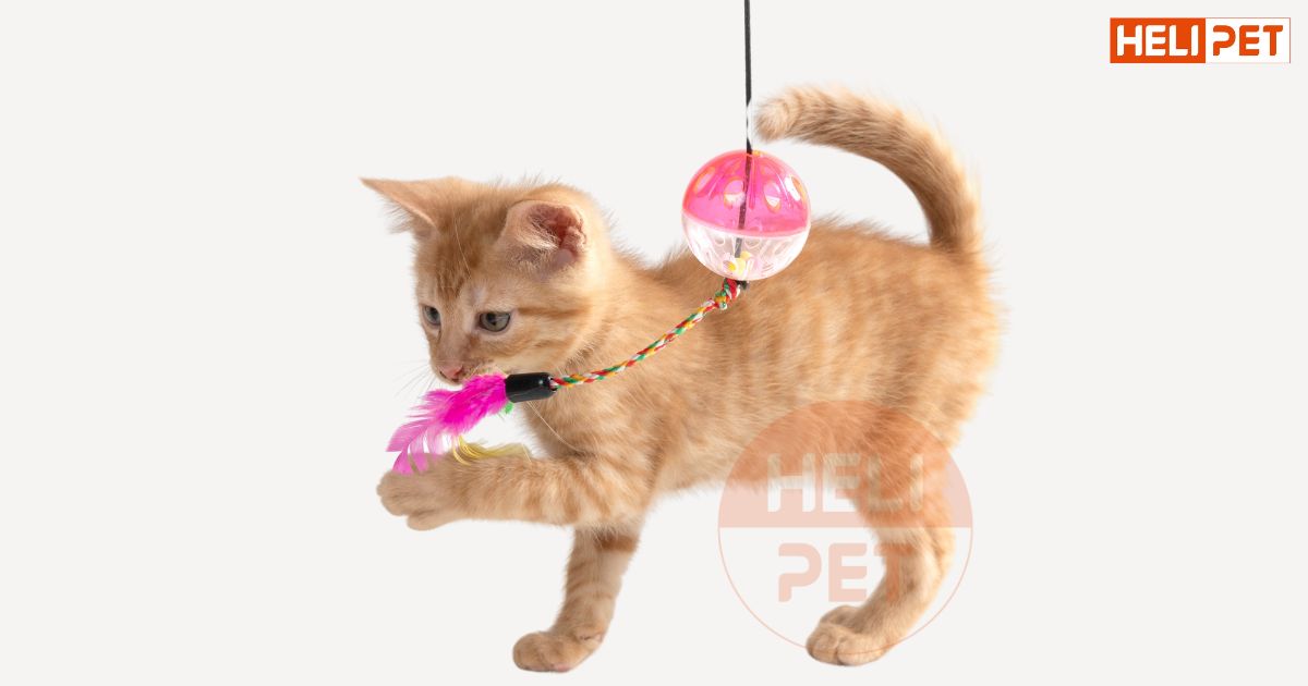 cách làm cần câu cho mèo