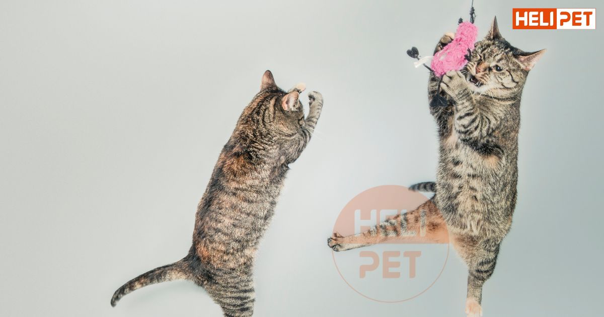 cách làm cần câu cho mèo