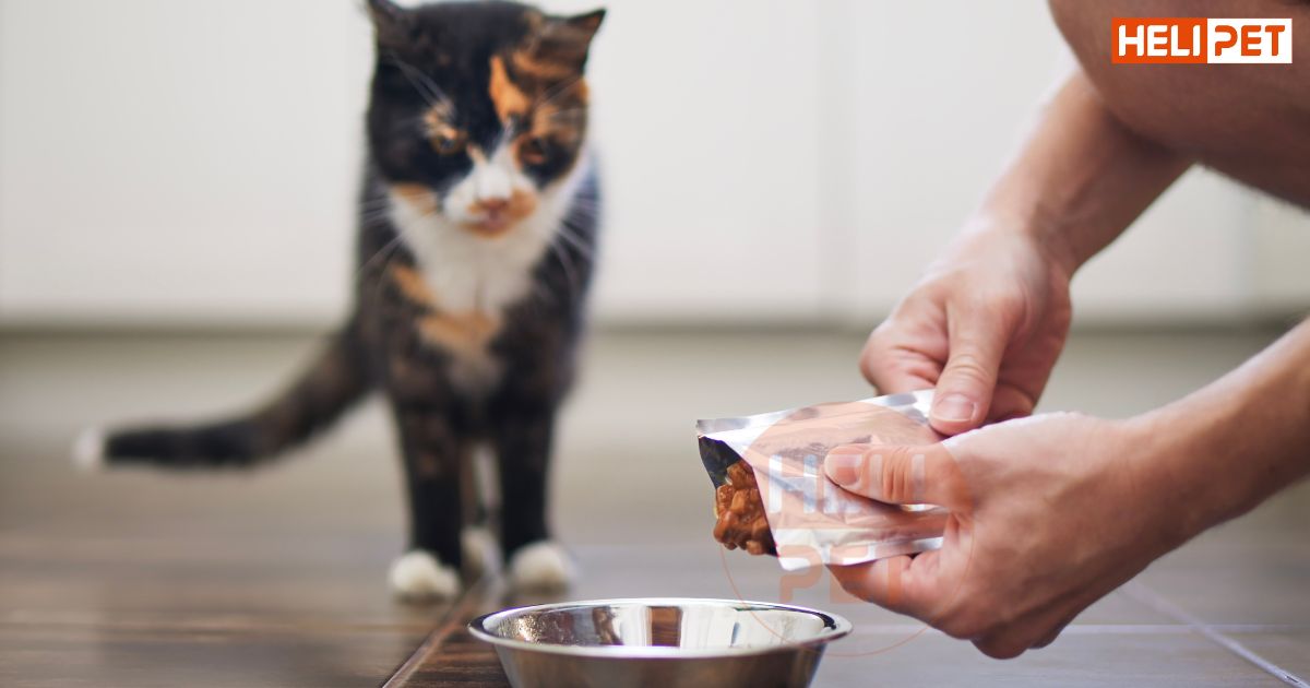 Cách nẹp chân cho mèo bị gãy