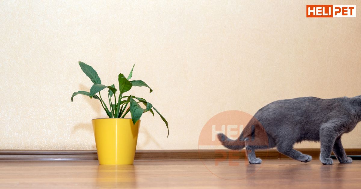 Cách nẹp chân cho mèo bị gãy