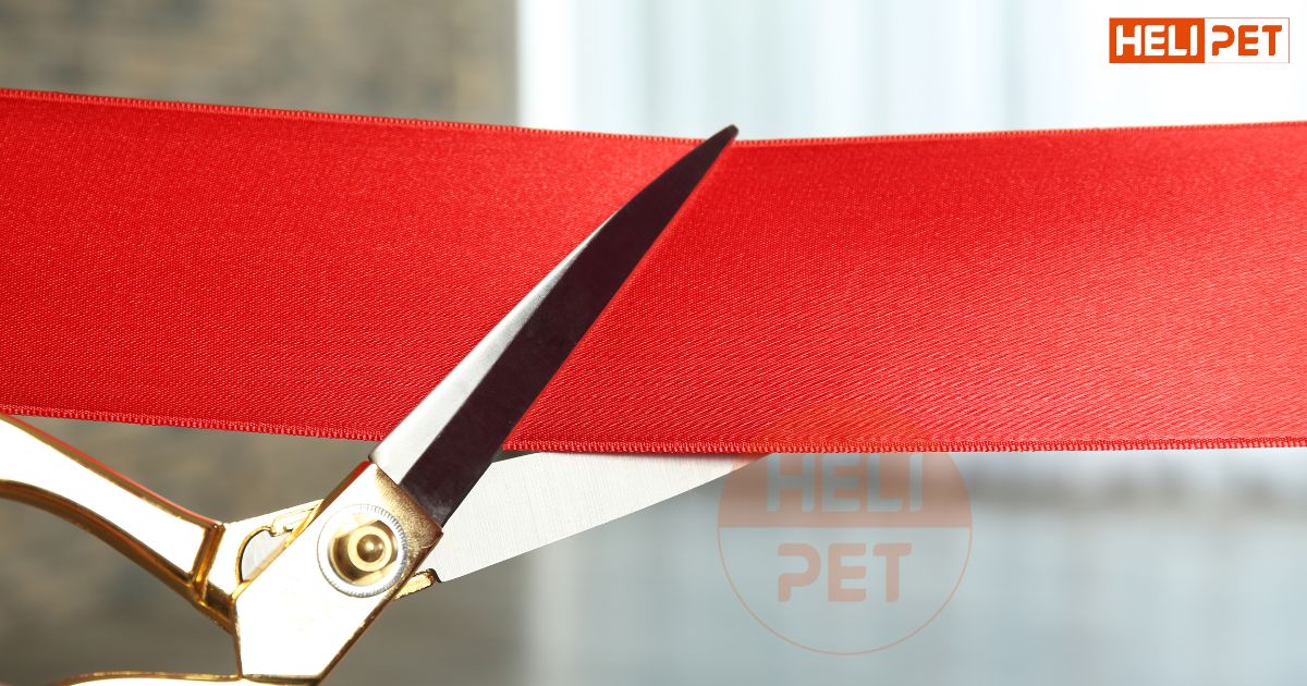 Cách nẹp chân cho mèo bị gãy