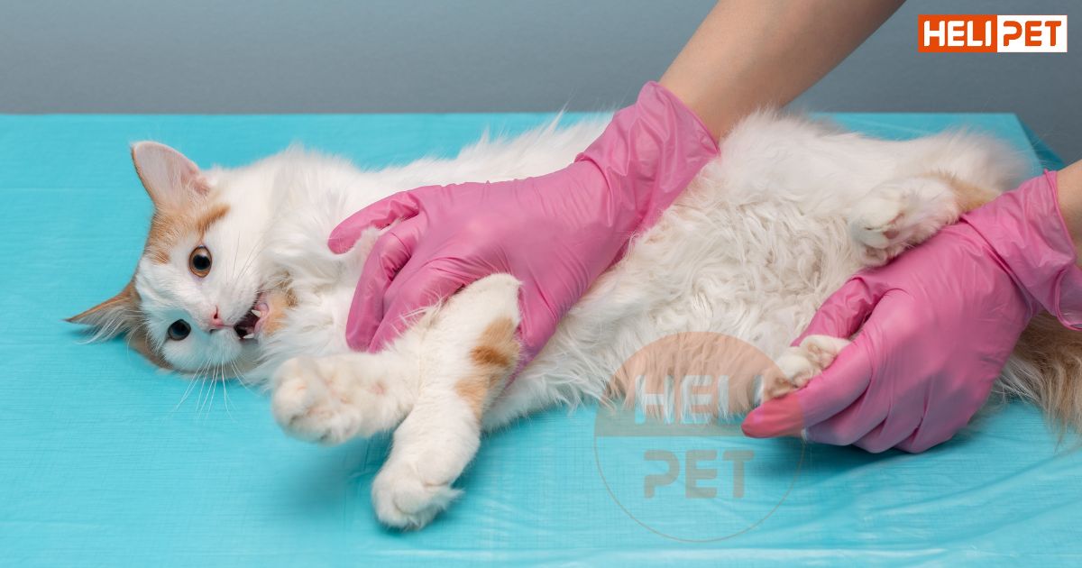 Cách nẹp chân cho mèo bị gãy