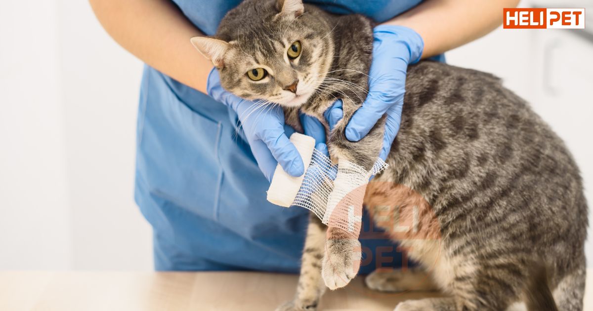 Cách nẹp chân cho mèo bị gãy