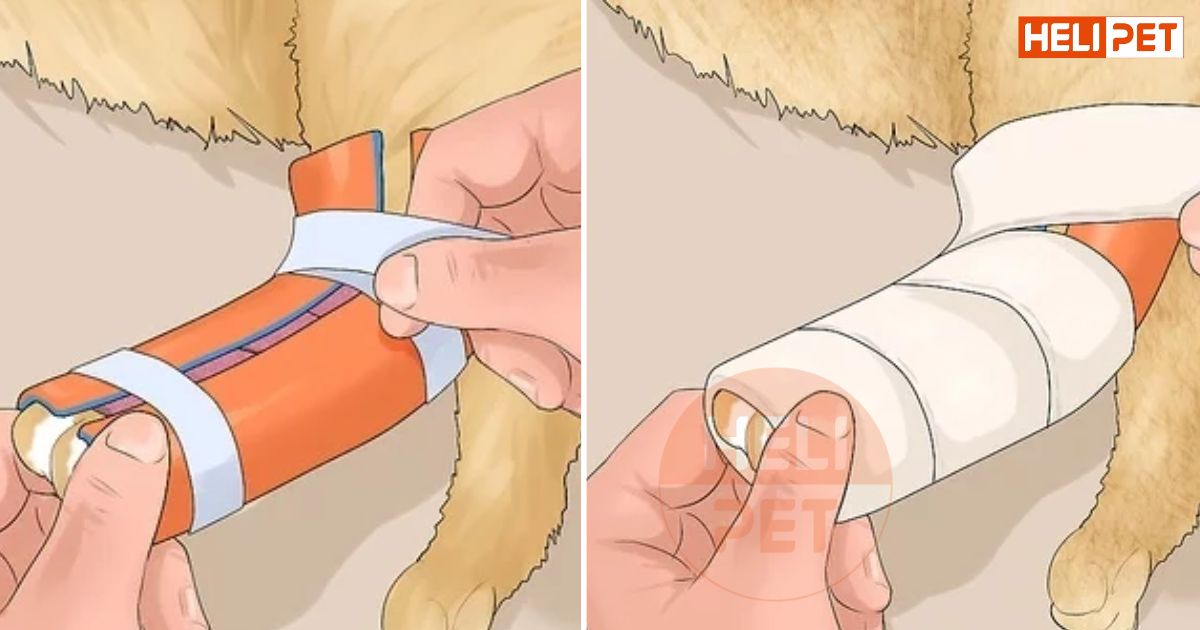 Cách nẹp chân cho mèo bị gãy