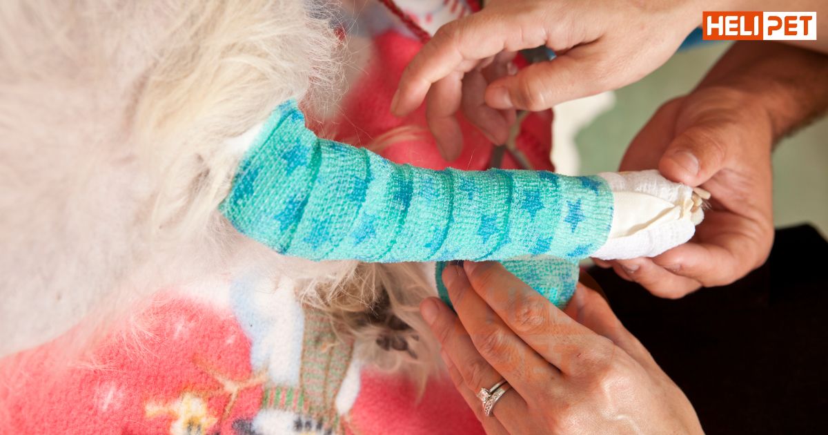 Cách nẹp chân cho mèo bị gãy