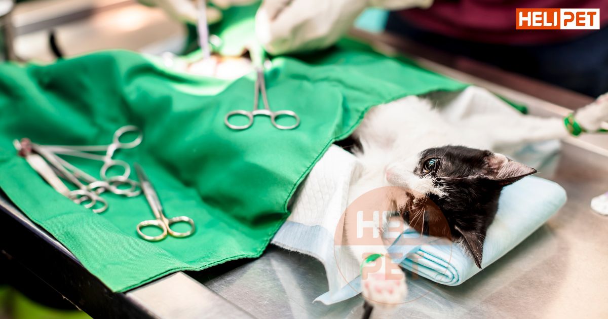 Cách nẹp chân cho mèo bị gãy