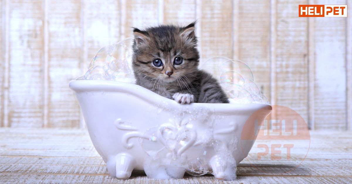 Cách tắm cho mèo con