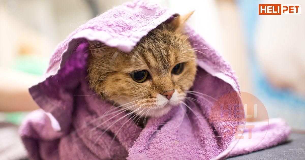 Cách tắm cho mèo con