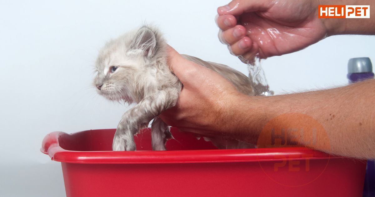 Cách tắm cho mèo con