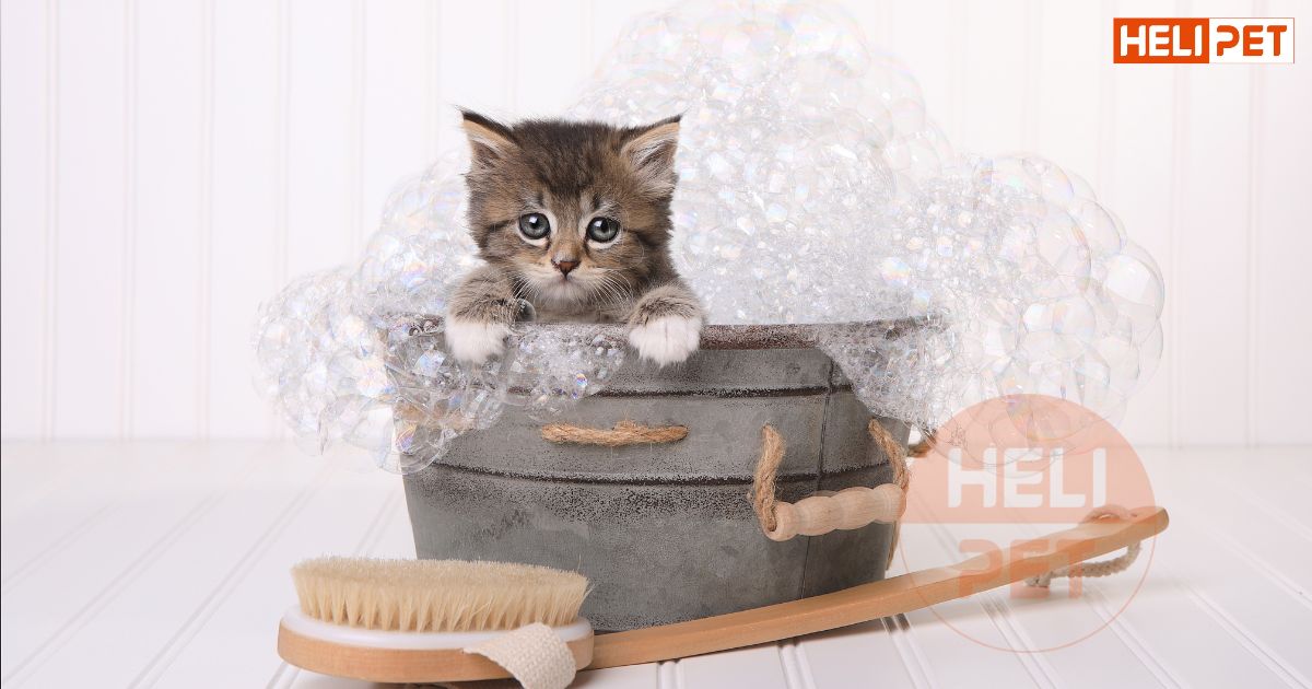 Cách tắm cho mèo con