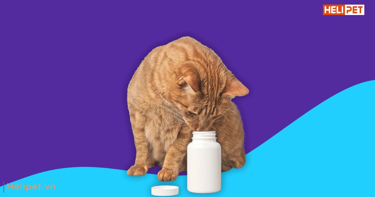 Cách tẩy giun cho mèo