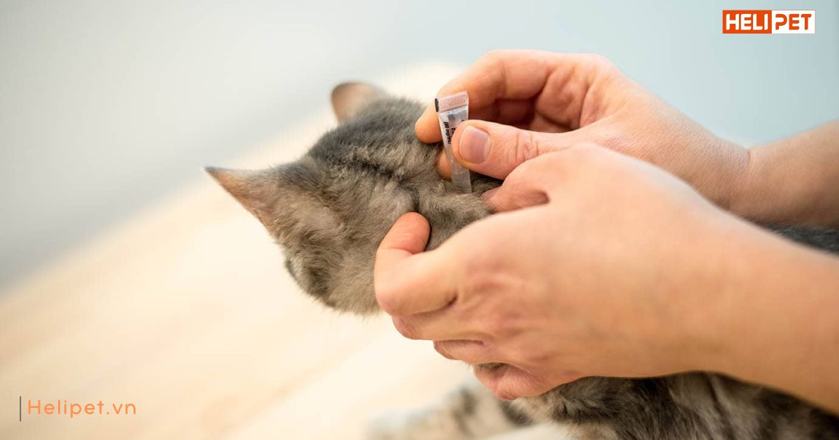 Cách tẩy giun cho mèo