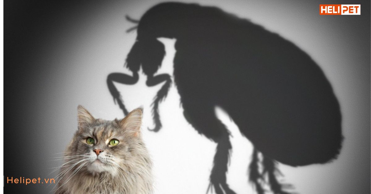 Cách tẩy giun cho mèo